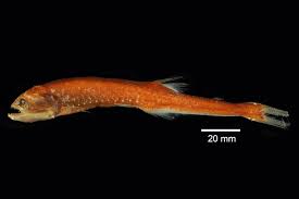 Image result for Gymnosiphon longistylus