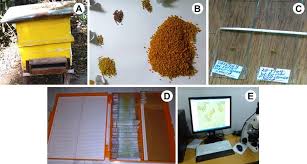 Image result for Vernonia ituriensis