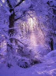flowersgardenlove secret place beautiful gorgeous pretty flowers 冬の写真 冬の風景 冬の雪