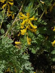 Image result for Corydalis mildbraedii