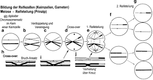 Zellen, in denen jedes chromosom doppelt (diploid) vorhanden (als mütterliches und väterliches) ist. Biologie Springerlink