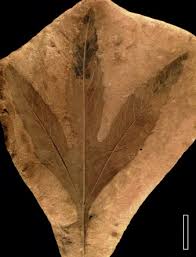 Image result for Croton longipedicellatus