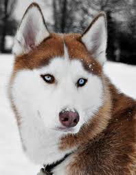 Black And Brown Husky Beautiful Red Siberian Husky Red Siberian Husky Siberian Husky Dog Beautiful Dogs