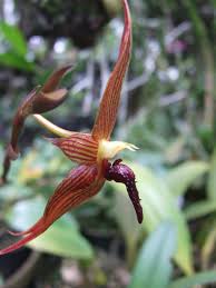 Image result for Bulbophyllum vulcanicum