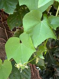 Image result for Sechium edule