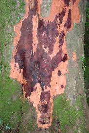 Image result for Pleioceras orientale