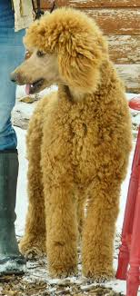 We have a small ranch in calhan, colorado with lots of room for puppies and adults run and play. Our Breeding Male Poodles Goldendoodles And Others Powder Valley Poodles