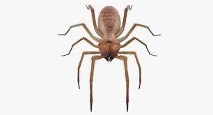What is a camel related to? Solifugae Oder Kamelspinne Mit Pelz 3d Modell Turbosquid 1194200
