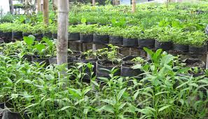 Anda masih dapat berkebun dengan menanam sayur di botol bekas, pot. Cara Menanam Sayuran Memanfaatkan Pekarangan Rumah