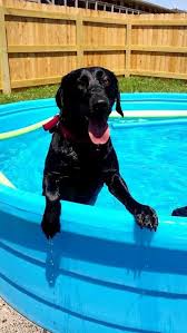 Most dogs love to swim, but most residents don't want to swim with them in the community pool. New Business Coaches Dogs Owners News Clintonherald Com