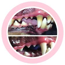 It might surprise you that cats commonly suffer with disorders of the teeth, jaw and mouth. Dog Grooming Near Me Mobile Pet Grooming Near Me
