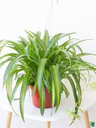Image result for Chlorophytum pauper