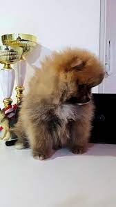 1 kedi 1 kopek sahiplendirme ilanlari teddy bear kopek evcil hayvanlar