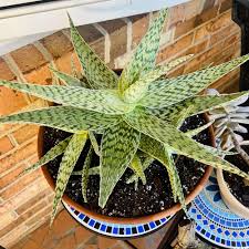Image result for Aloe inyangensis