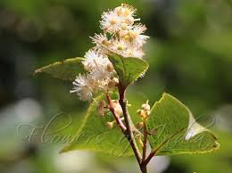 Image result for Scolopia