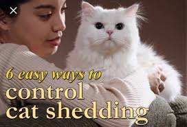 It is suggested to brush and comb its coat regularly to reduce the risk of it developing hairballs. Cat Shedding Walk This Way Llc