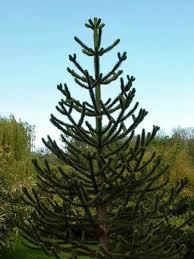 Best adapted for the west coast, the monkey puzzle tree can. Araucaria Araucana Monkey Puzzle For Sale