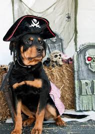 She is 2 1/2 years old born on 10/10/18. Rottweiler Hearts Rescue Reviews And Ratings Clayton Nc Donate Volunteer Review Greatnonprofits