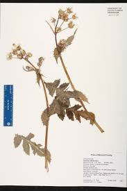 Image result for Sonchus oleraceus