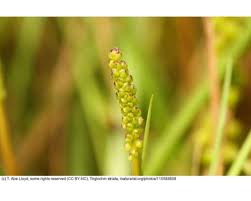 Image result for Triglochin striata