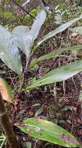 Image result for Eulophia obscura