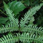 Image result for Pteris linearis
