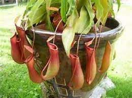 Maybe you would like to learn more about one of these? During Warm Summer Months You Can Move Pitcher Plants Outdoors Cape Gazette