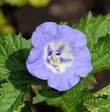 Image result for Nicandra physalodes