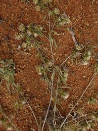 Image result for Dicoma capensis