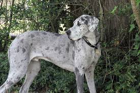 Great dane puppies born on october, i have males and females, will be ready for their new home on december. What Does Gdv Mean Lawndale Veterinary Hospital