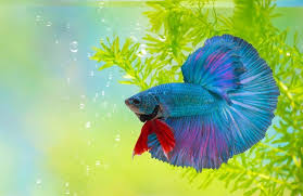 How to keep fish tank clean without changing water. How Often How To Change Betta Fish Water Surprising Answers It S A Fish Thing