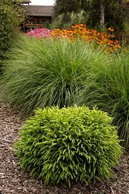 Image result for Tephrosia nana