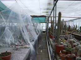 Image result for Tridentea marientalensis