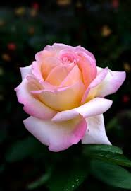 They are bright, desired, pleasantly smell. Romantic Pink Rose X áƒ¦É±É§áƒ¦ Beautiful Rose Flowers Rose Flower Wallpaper Beautiful Flowers