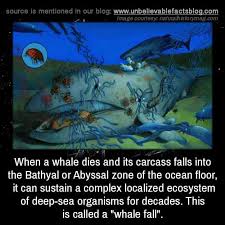 When A Whale Dies And Its Carcass Falls Into The Bathyal Or Abyssal Zone Of The Ocean Floor It Can Sustain A Complex Unbelievable Facts Fun Facts Weird Facts