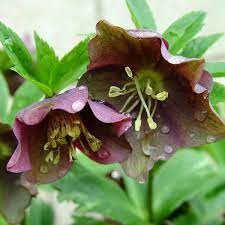 Native plants of massachusetts pine barren communities are globally rare and support a unique suite of species. First Out Of The Gate 8 Of The Earliest Flowers To Get Your Season Off To A Fast Start Greenview