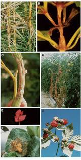 Gray or brown spots appear on the flowers, especially in wet weather. Signs And Symptoms Of Gray Mold Caused By Botrytis Cinerea A Lesions Download Scientific Diagram
