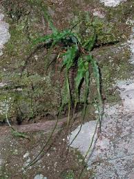 Image result for Asplenium staudtii