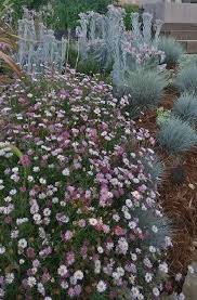 Image result for Eriosema erici-rosenii