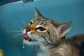 Rikku Tub Drinking Cats Pet Medications Unusual Animals