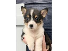 One of the two welsh corgi dogs, the other being the pembroke welsh, this one appears to be one of the ancient breeds originating in the british isles. Pembroke Welsh Corgi Puppies Pets N Pals Staunton Va