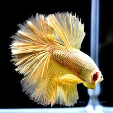 Live Betta Fish 034 Super Gold Half Moon Brush Tails Jn190 034 Male Betta Fish Betta Fish