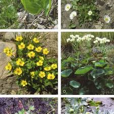 Image result for Ranunculus oreophytus