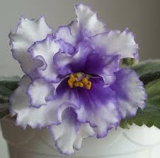 Pixie runaround sport | miniature chimera trailer; Fiolki Afrykanskie Belli Bella S African Violets Home Facebook