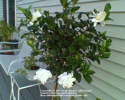 Take the dead blooms off first, followed by the back shoots. Photo Of The Entire Plant Of Gardenia Gardenia Jasminoides First Love Aimee Posted By Jb Garden Org