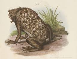 Suriname Toad Old Book Illustrations
