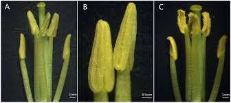 Image result for Andropterum