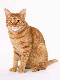 Pin On Cat A Gory