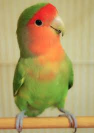 Yellow Bird With Red Cheeks Items Similar To Tweety Fine Art Photography Bird Green Orange Love Bird Tweet Wall Art Home Decor Pet Animal 5 Cute Birds Love Birds Pretty Birds