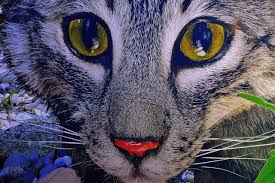 Burgerreporter Halle Saale Carolas Garten Von Yadegar Asisi Dein Verein